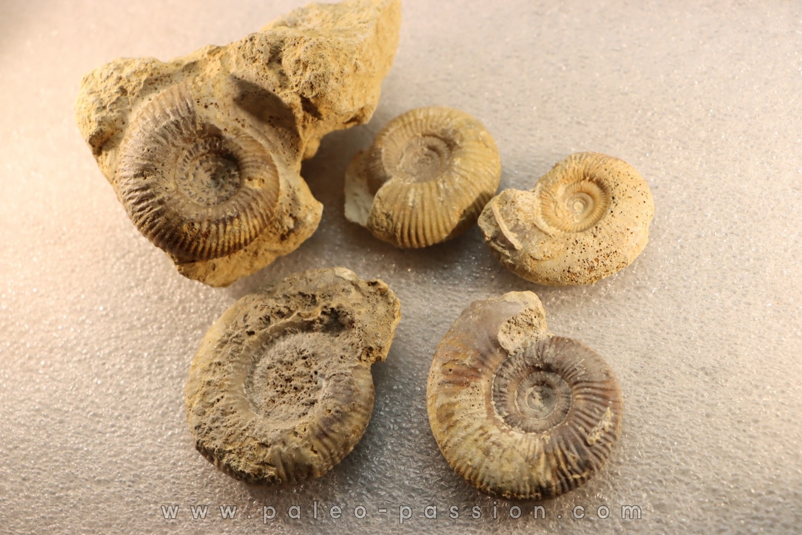 collection of 5 ammonites : bathonian from Nièvre (58) - FRANCE
