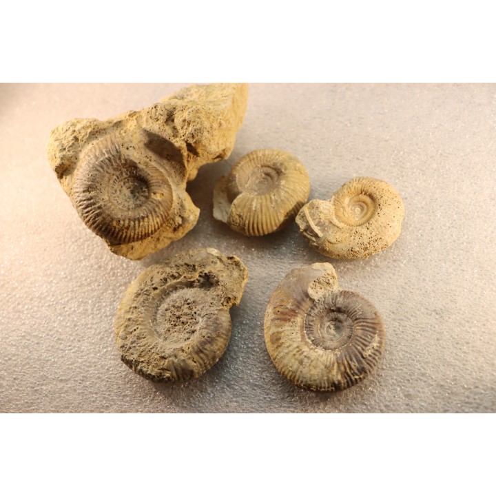 interressante collection de 5 ammonites du  bathonien de la  Nièvre (58) - FRANCE
