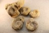 collection of 5 ammonites : bathonian from Nièvre (58) - FRANCE