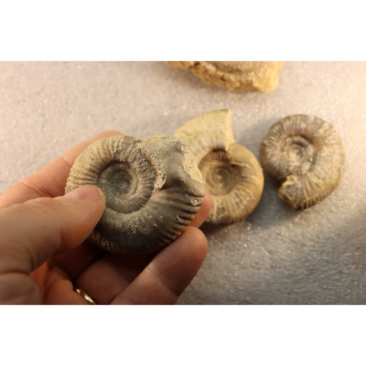 interressante collection de 5 ammonites du  bathonien de la  Nièvre (58) - FRANCE