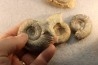 collection of 5 ammonites : bathonian from Nièvre (58) - FRANCE
