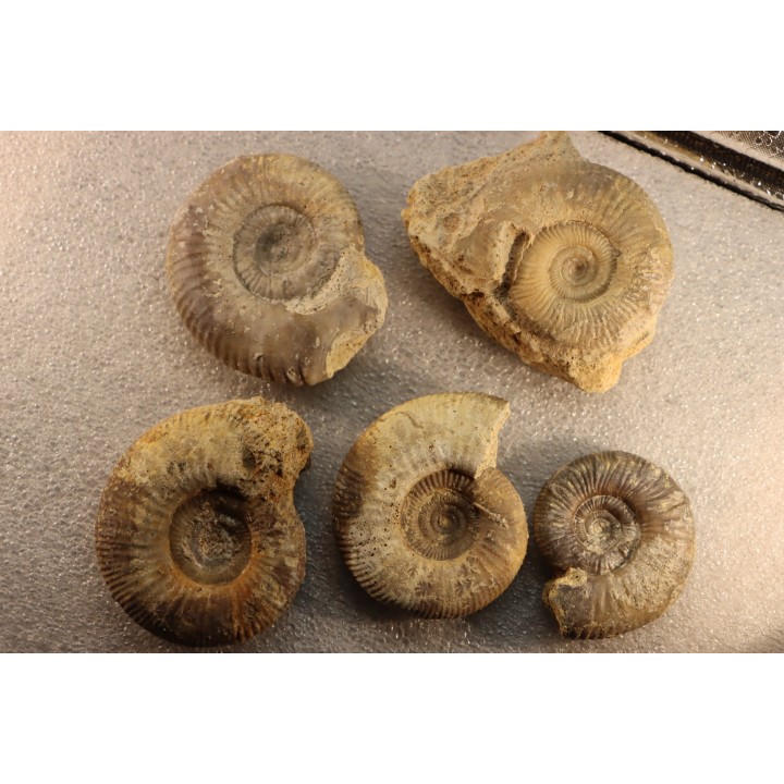 collection of 5 ammonites :  bathonian from  Nièvre (58) - FRANCE