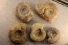 interressante collection de 5 ammonites du  bathonien de la  Nièvre (58) - FRANCE
