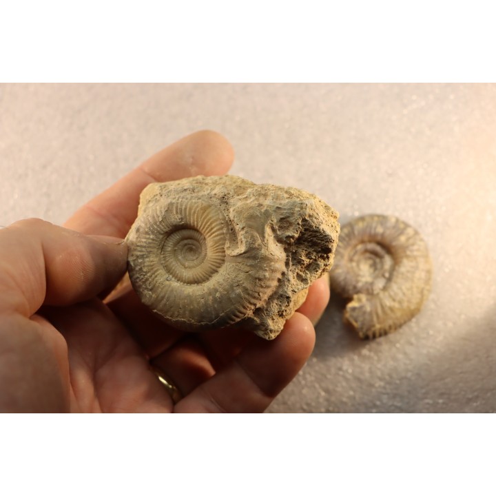interressante collection de 5 ammonites du  bathonien de la  Nièvre (58) - FRANCE