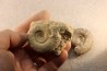 collection of 5 ammonites : bathonian from Nièvre (58) - FRANCE