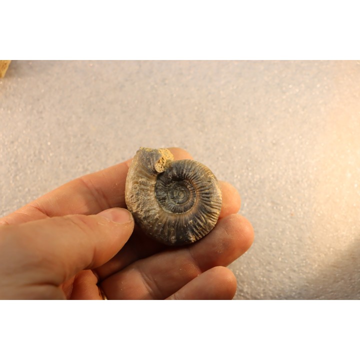 collection of 5 ammonites :  bathonian from  Nièvre (58) - FRANCE