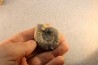 interressante collection de 5 ammonites du  bathonien de la  Nièvre (58) - FRANCE