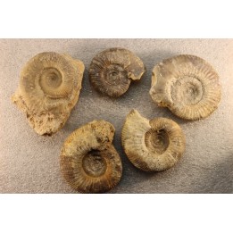 interressante collection de 5 ammonites du  bathonien de la  Nièvre (58) - FRANCE
