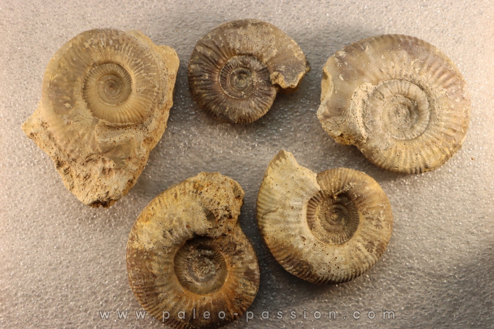 collection of 5 ammonites : bathonian from Nièvre (58) - FRANCE