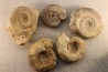 collection of 5 ammonites : bathonian from Nièvre (58) - FRANCE