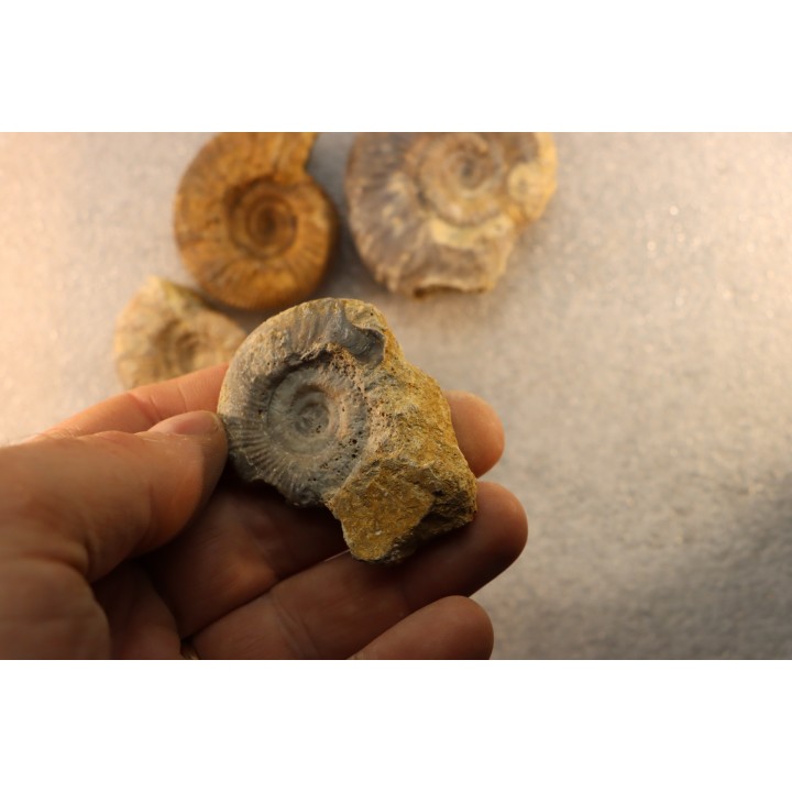 collection of 5 ammonites :  bathonian from  Nièvre (58) - FRANCE