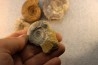interressante collection de 5 ammonites du  bathonien de la  Nièvre (58) - FRANCE