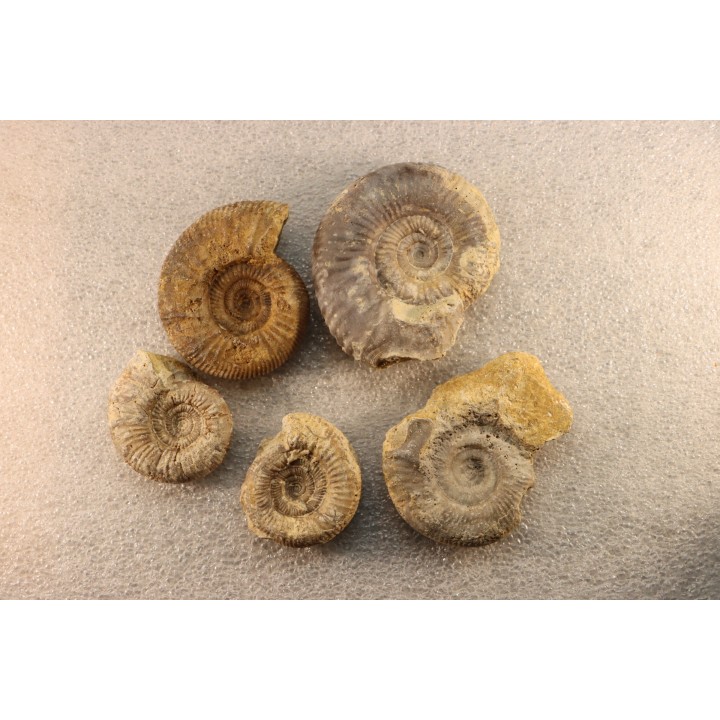 collection of 5 ammonites :  bathonian from  Nièvre (58) - FRANCE