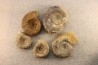 interressante collection de 5 ammonites du  bathonien de la  Nièvre (58) - FRANCE