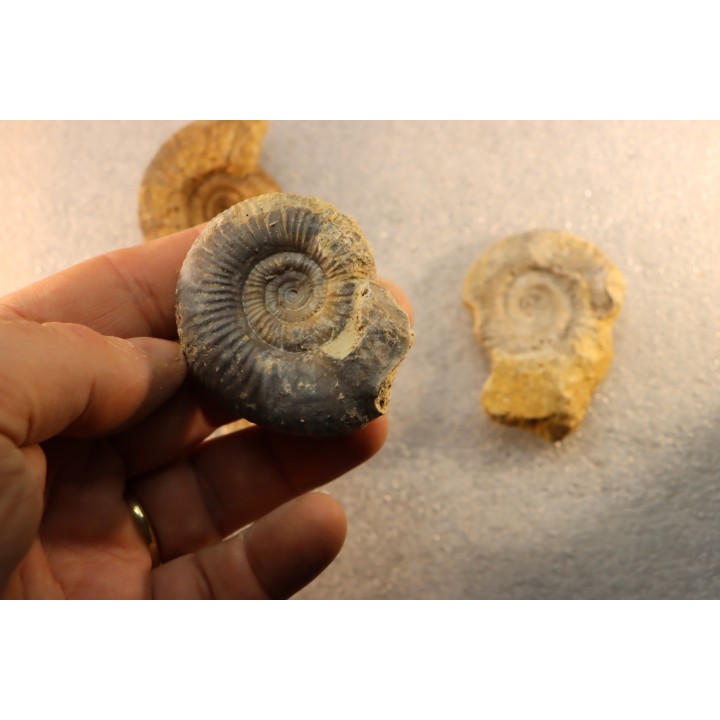 interressante collection de 5 ammonites du  bathonien de la  Nièvre (58) - FRANCE