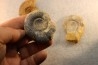interressante collection de 5 ammonites du  bathonien de la  Nièvre (58) - FRANCE