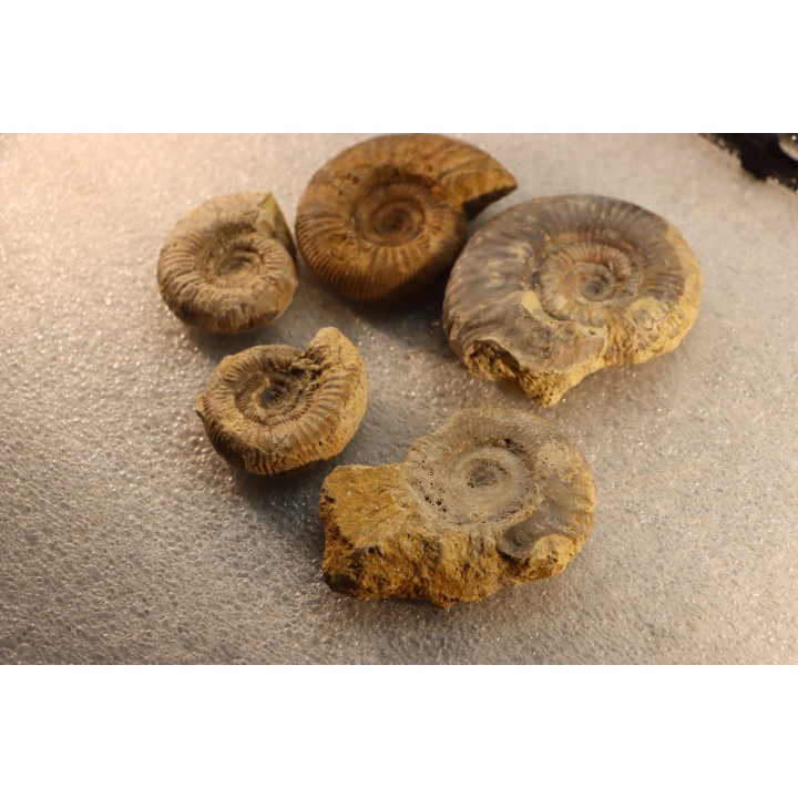 interressante collection de 5 ammonites du  bathonien de la  Nièvre (58) - FRANCE