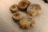 collection of 5 ammonites :  bathonian from  Nièvre (58) - FRANCE