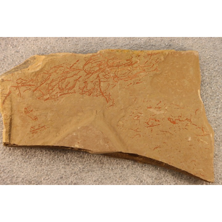 CYANOBACTERIA:   YUKNESSIA SIMPLEX (walcott, 1919) - middle cambrian - Marjum Formation - Millard County, Utah, USA
