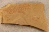 CYANOBACTERIA:   YUKNESSIA SIMPLEX (walcott, 1919) - middle cambrian - Marjum Formation - Millard County, Utah, USA