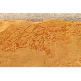 CYANOBACTERIA:   YUKNESSIA SIMPLEX  - Middle Cambrian - Marjum Formation - Millard County, Utah, USA