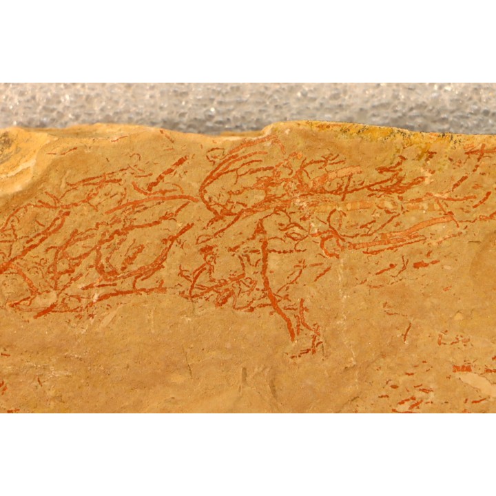 CYANOBACTERIA:   YUKNESSIA SIMPLEX (walcott, 1919) - middle cambrian - Marjum Formation - Millard County, Utah, USA
