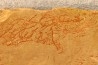 CYANOBACTERIA:   YUKNESSIA SIMPLEX (walcott, 1919) - middle cambrian - Marjum Formation - Millard County, Utah, USA