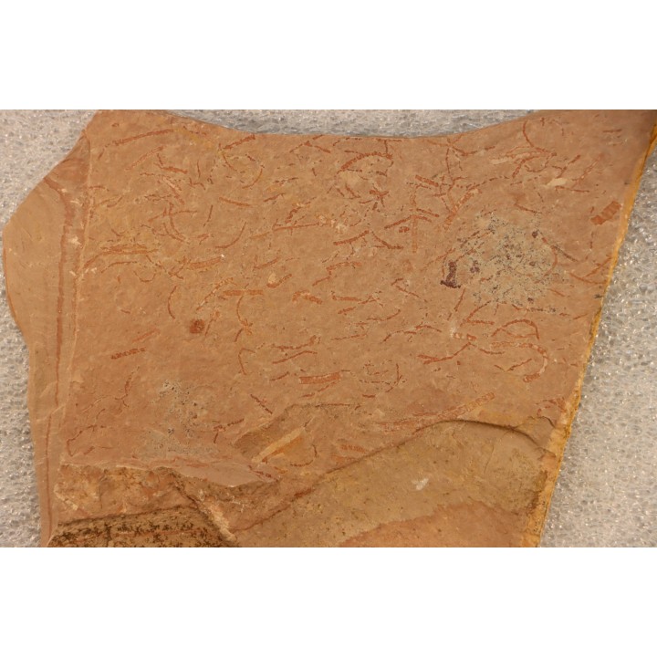 CYANOBACTERIA:   YUKNESSIA SIMPLEX (walcott, 1919) - middle cambrian - Marjum Formation - Millard County, Utah, USA