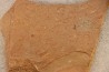 CYANOBACTERIA:   YUKNESSIA SIMPLEX  - Middle Cambrian - Marjum Formation - Millard County, Utah, USA