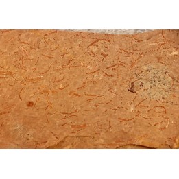 CYANOBACTERIA:   YUKNESSIA SIMPLEX  - Middle Cambrian - Marjum Formation - Millard County, Utah, USA