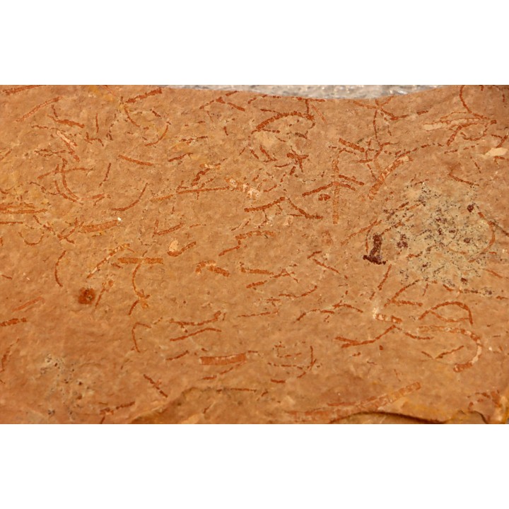CYANOBACTERIA:   YUKNESSIA SIMPLEX (walcott, 1919) - middle cambrian - Marjum Formation - Millard County, Utah, USA