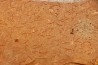 CYANOBACTERIA:   YUKNESSIA SIMPLEX (walcott, 1919) - middle cambrian - Marjum Formation - Millard County, Utah, USA