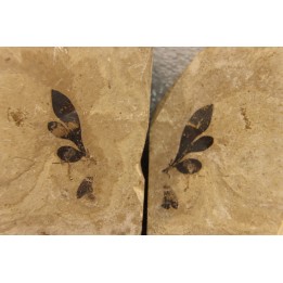 cardiospermum coloradensis - eocene - green river fmt - Utah - USA