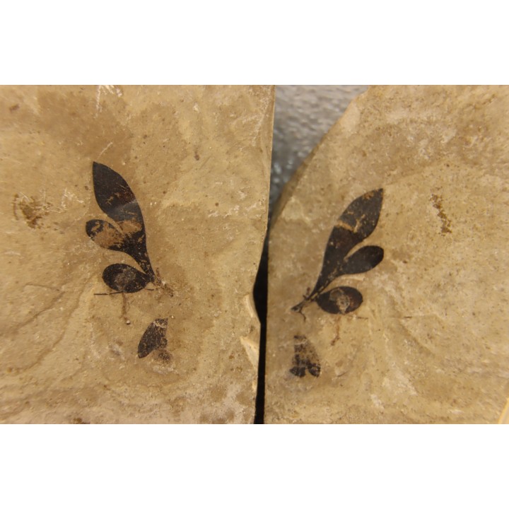 cardiospermum coloradensis - eocene - green river fmt - Utah - USA