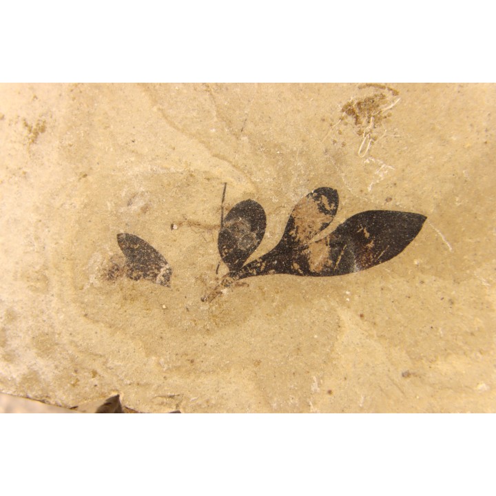 cardiospermum coloradensis - eocene - green river fmt - Utah - USA