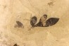 cardiospermum coloradensis - eocene - green river fmt - Utah - USA