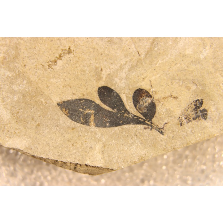 cardiospermum coloradensis - eocene - green river fmt - Utah - USA