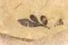 cardiospermum coloradensis - eocene - green river fmt - Utah - USA