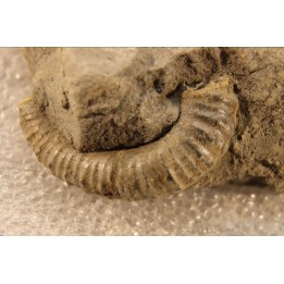 Protanisoceras alternotuberculatum - middle albian - old quarry of  Courcelles - Troye - Aube - France