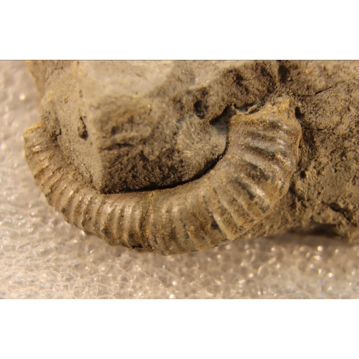 Protanisoceras alternotuberculatum - middle albian - old quarry of  Courcelles - Troye - Aube - France
