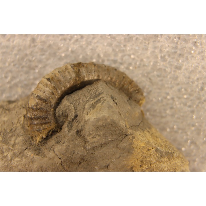 Protanisoceras alternotuberculatum - middle albian - old quarry of  Courcelles - Troye - Aube - France
