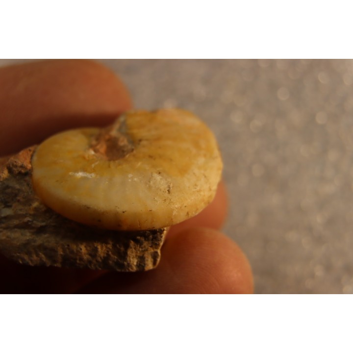 Brayardites crassus - Smithian (triassic) - TIMOR, INDONESIE