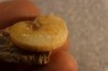 Brayardites crassus - Smithian (triassic) - TIMOR, INDONESIE