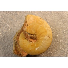 Brayardites crassus - Smithien (trias)  - TIMOR, INDONESIE