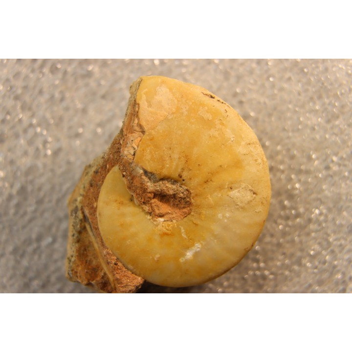Brayardites crassus - Smithien (trias)  - TIMOR, INDONESIE
