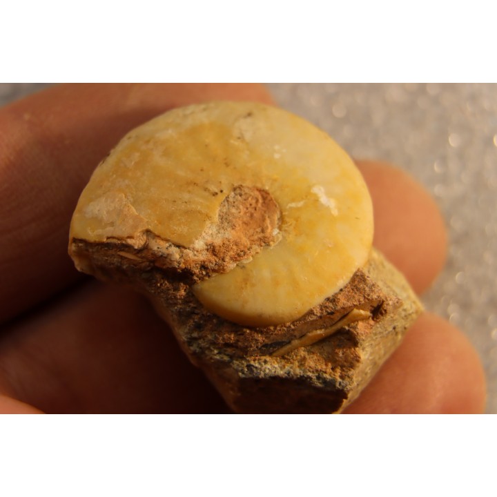Brayardites crassus - Smithien (trias)  - TIMOR, INDONESIE