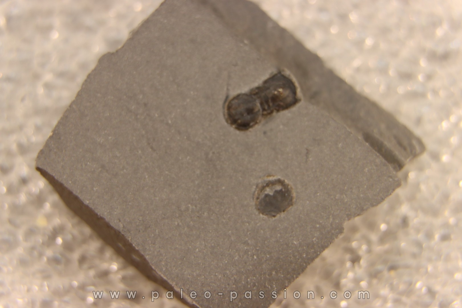 BALTAGNOSTUS EURYPX - Wheeler fmt - Cambrien Moyen - Utah ,USA