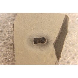 BALTAGNOSTUS EURYPX - Wheeler fmt - Cambrien Moyen  - Utah ,USA