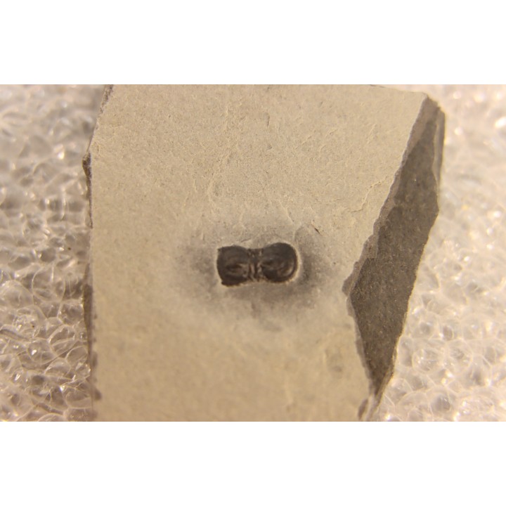 BALTAGNOSTUS EURYPX   Wheeler fmt   Middle cambrian    Millard County ,Utah ,USA