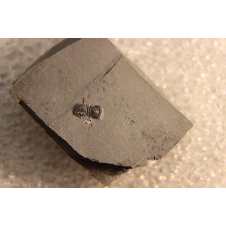 BALTAGNOSTUS EURYPX - Wheeler fmt - Cambrien Moyen  - Utah ,USA
